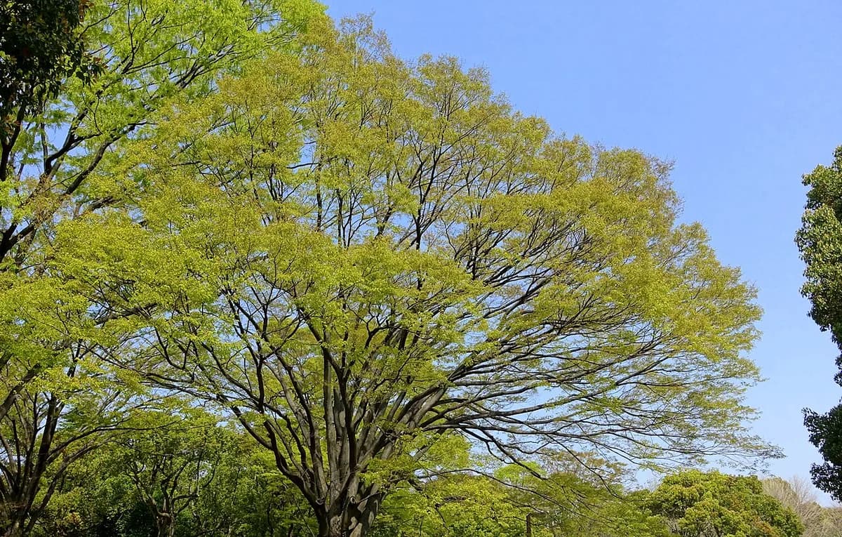 Bloeinde kersenbloesem tijdens het kersenbloesemfestival in Yoyogi Park, Tokio