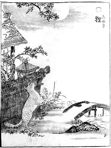 Ukiyo-e prent van een tanuki door Toriyama Sekien, uit de Gazu Hyakki Yagyo